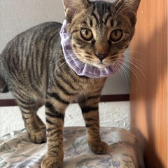 夕張市内5月 保護 (仮)こはく