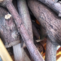 薪　木の種類は分かりません。の画像