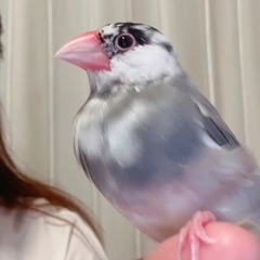 迷い子、迷い鳥、文鳥探しています。