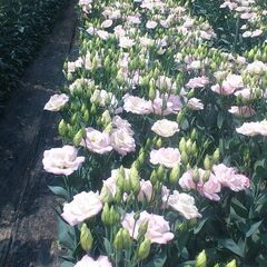 長野県農業法人での事務担当さん募集中！勤務時間帯相談可能です。の画像