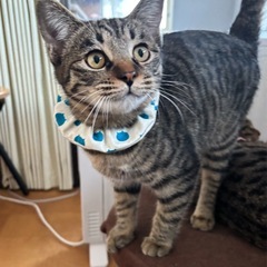 夕張市内5月 保護 (仮) すいか