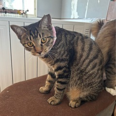 夕張市内5月保護 (仮)るり