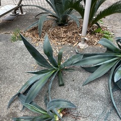 リュウゼツラン
の画像