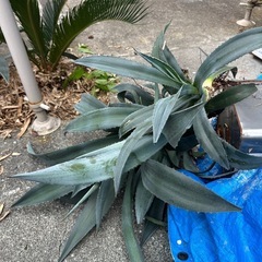 リュウゼツラン
の画像