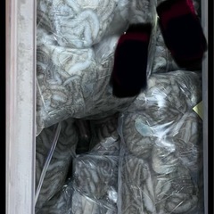 釣り　シガヤー1キロ　釣り餌の画像