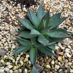 アガベ　親株or子株の画像