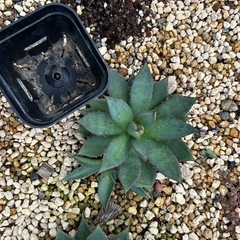 アガベ　親株or子株の画像