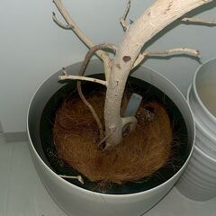 【銀座】　観葉植物 ラスターポット　高さ約38cmの画像