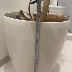 【銀座】　観葉植物 ラスターポット　高さ約38cmの画像