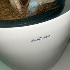 【銀座】　観葉植物 ラスターポット　高さ約38cmの画像