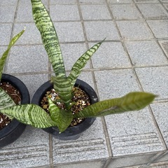 サンスベリア5鉢の画像