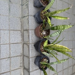 サンスベリア5鉢の画像