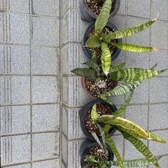 サンスベリア5鉢の画像