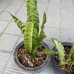 サンスベリア5鉢の画像