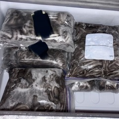 釣り　釣り餌　シガヤー1キロの画像