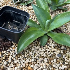 アガベ　オバティフォリアの画像