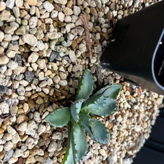 アガベ　曲刺八雷の画像