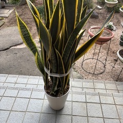 サンスベリア
の画像