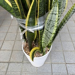 サンスベリア
の画像