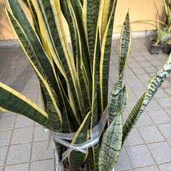 サンスベリア
の画像