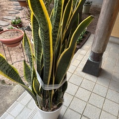 サンスベリア
の画像