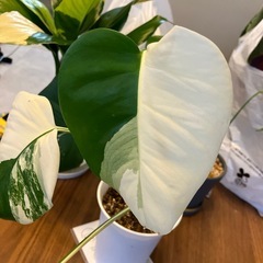 斑入りモンステラ の画像