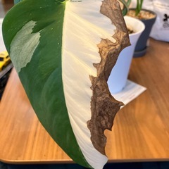 斑入りモンステラ の画像