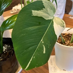 斑入りモンステラ の画像
