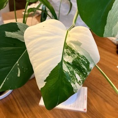 斑入りモンステラ の画像