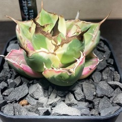 【最終全品値下げ】香川県で1番安い趣味のアガベ販売の画像