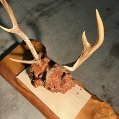 今週限定！鹿のツノ　置物の画像
