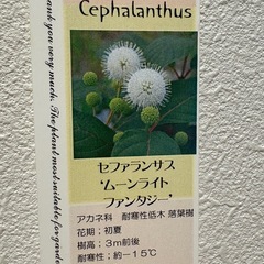 セファランサスムーンライトファンタジー苗木の画像