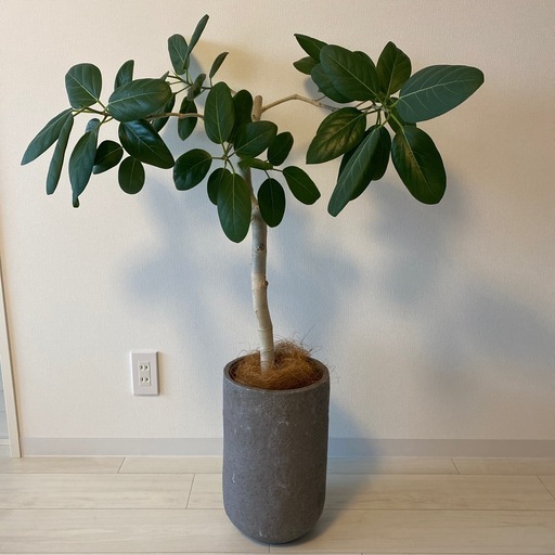 観葉植物　フィカスベンガレンシス　