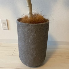 観葉植物　フィカスベンガレンシスの画像