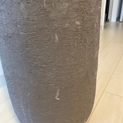 観葉植物　フィカスベンガレンシスの画像