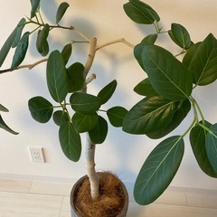 観葉植物　フィカスベンガレンシスの画像