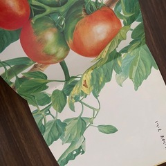 みどりのみ　あかいみの画像