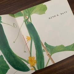 みどりのみ　あかいみの画像