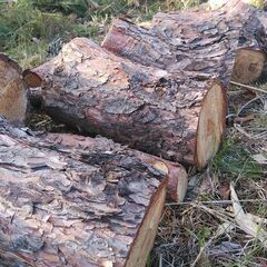 薪　松の木の画像