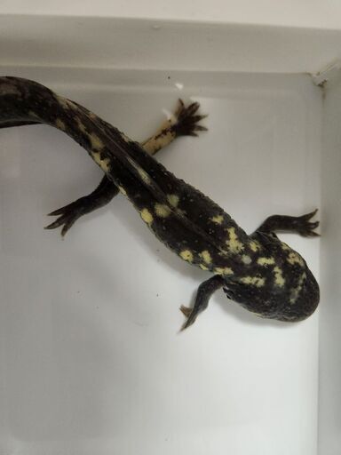 ミューテーションウーパールーパー