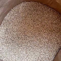 新米　コシヒカリ　玄米　⑧の画像