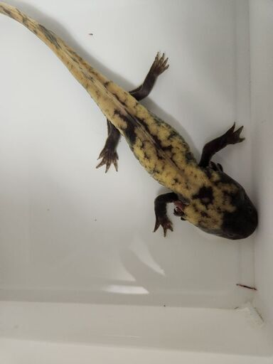 ミューテーションウーパールーパー