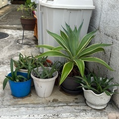 【取引中】アガベの画像