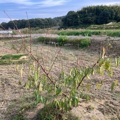 清水白桃の苗木３本の画像