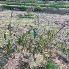 清水白桃の苗木３本の画像