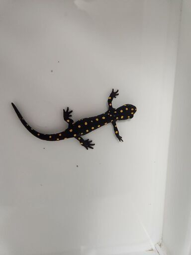 ストラウヒツエイモリ