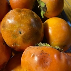 熟して柔らかめな柿　30個　条件ありで無料！の画像