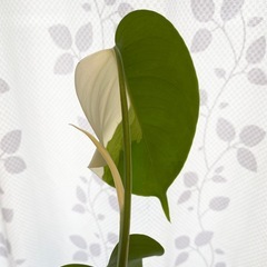 白斑入り　モンステラ　観葉植物　⑤の画像