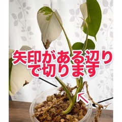 白斑入り　モンステラ　観葉植物　⑤の画像