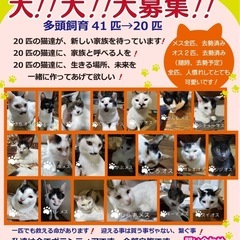 【急募！】20匹の多頭飼育の猫ちゃん、里親募集！